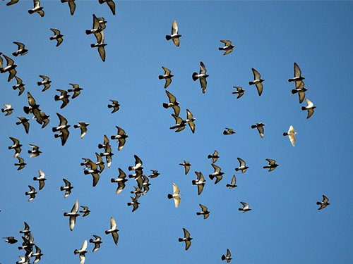 Robotic Herding of a Flock of Birds Using Drones 이미지