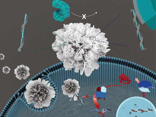 박현규 교수, DNA 통한 나노 꽃 구조체 제작 기술 개발 이미지