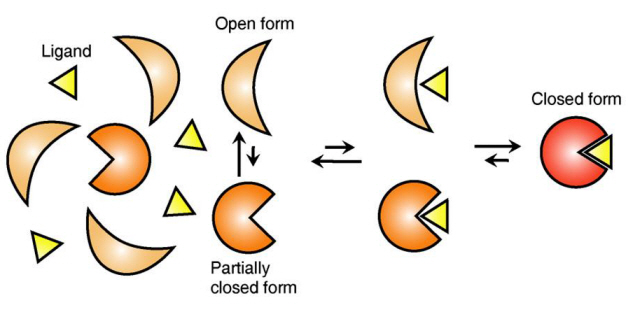 Ligand Recognition Mechanism of Protein Identified 이미지