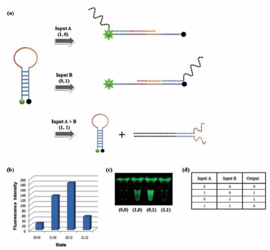 DNA based semiconductor technology developed 이미지