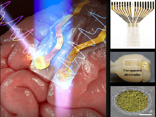 광유전학 · 광치료 연구를 위한 투명 전극 개발 이미지