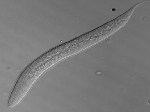 1mm 크기 예쁜꼬마선충에서 노화 늦추는 단백질 찾았다 이미지