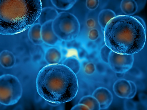 이흥규 교수 연구팀, 수지상세포 자식작용의 역할 규명 이미지