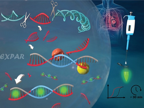 유전자 가위를 이용한 새로운 유전자 돌연변이 검출 기술 개발 이미지