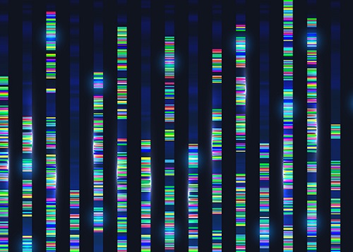 Genomic Data Reveals New Insights into Human Embryonic Development 이미지