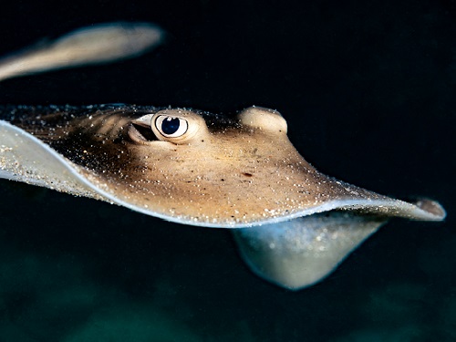 How Stingrays Became the Most Efficient Swimmers in Nature​ 이미지