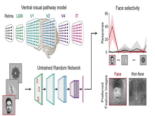 Face Detection in Untrained Deep Neural Networks 이미지