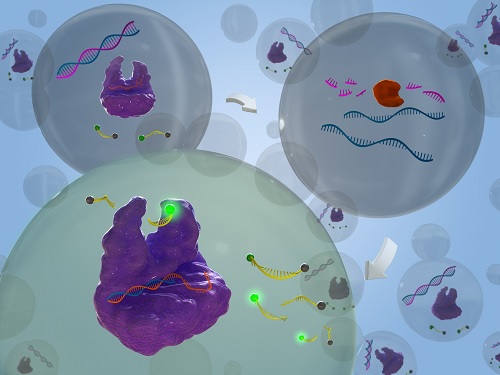 유전자 가위를 이용한 RNA 분해효소 검출 신기술 개발 이미지