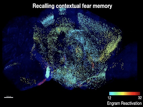 기억 저장 세포의 뇌 지도 제작기법 최초 개발 이미지
