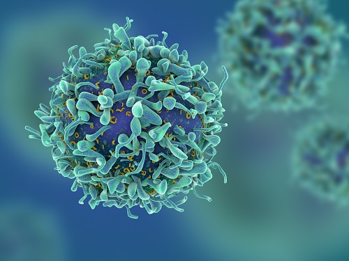 기존 개념을 깬 새로운 면역 T 세포 발견 이미지