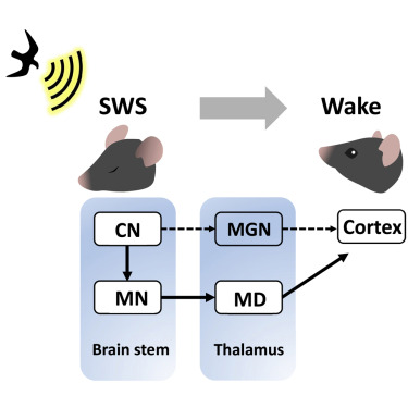 KAIST researchers discovers the neural circuit that reacts to alarm clock 이미지