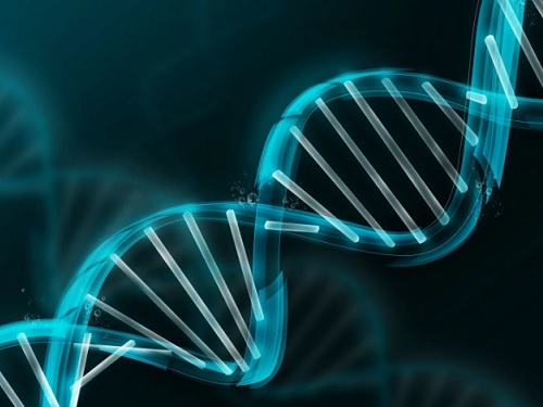 정크 DNA가 노화와 발암에 관여한다 이미지