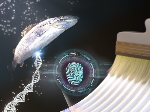 KAIST research team develops a forgery prevention technique using salmon DNA 이미지