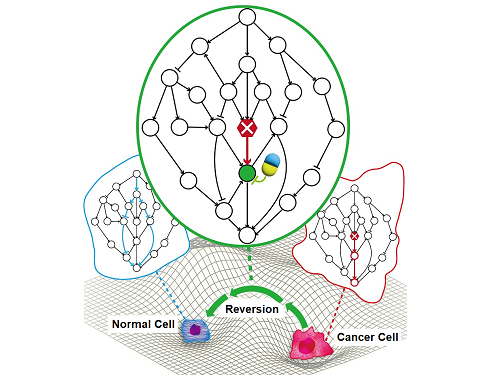 A KAIST Research Team Identifies a Cancer Reversion Mechanism 이미지