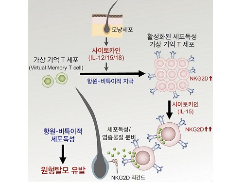 원형탈모증 일으키는 새로운 면역 T세포 발견 이미지