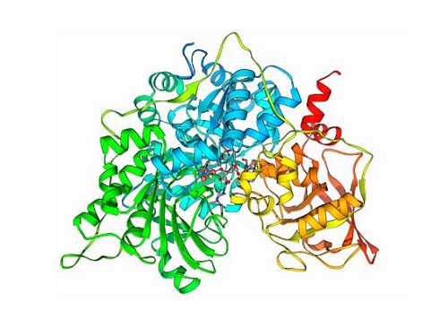 비정상 단백질 처리에 관여하는 새로운 인자 발견 이미지