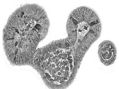 KAIST presents strategies for Holotomography in advanced bio research 이미지