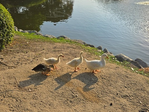 A 10-Month Journey of Tiny Flaps Completed: A Special Family Returns to KAIST Duck Pond 이미지