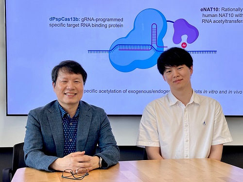 KAIST develops technology for selective RNA modification in living cells and animals 이미지