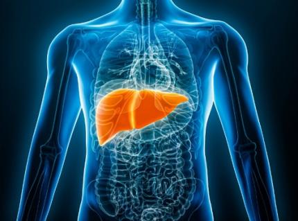 KAIST Predicts Diseases by Early Detection of Aging Signals in Liver Tissue 이미지