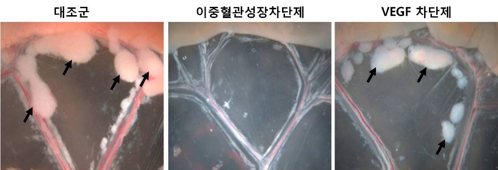 An internationally renowned academic journal published the research result produced by a KAST research team on its cover. 이미지