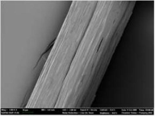 Native-like Spider Silk Produced in Metabolically Engineered Bacterium 이미지