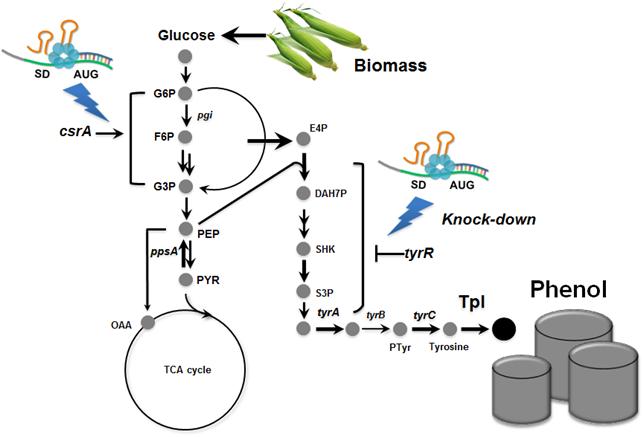 Metabolically engineered E. coli producing phenol 이미지