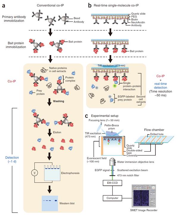 Success in Measuring Protein Interaction at the Molecular Level 이미지