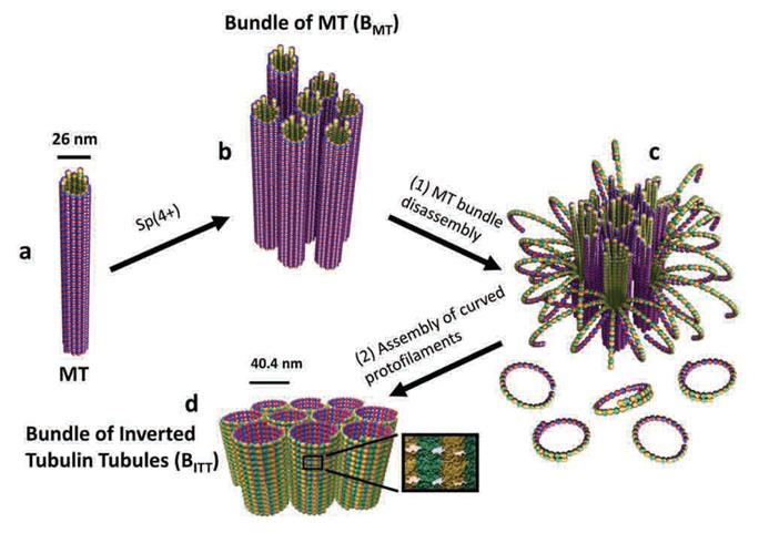 A Molecular Switch Controlling Self-Assembly of Protein Nanotubes Discovered 이미지