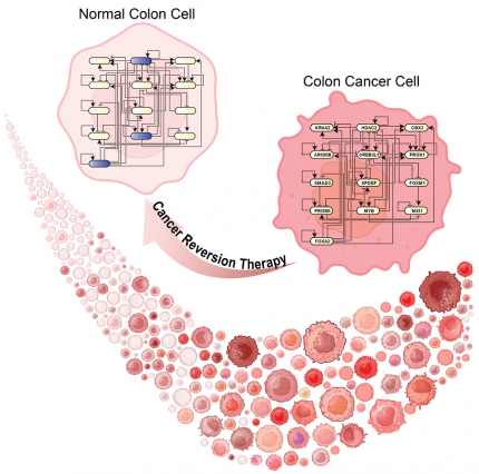 KAIST Develops Foundational Technology to Revert Cancer Cells to Normal Cells 이미지