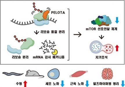 RNA 조절로 노화 속도 제어..장수 유도 비밀 밝혀 이미지
