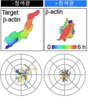 베타액틴(β-actin) 단백질과 세포의 이동 기능과의 상관관계