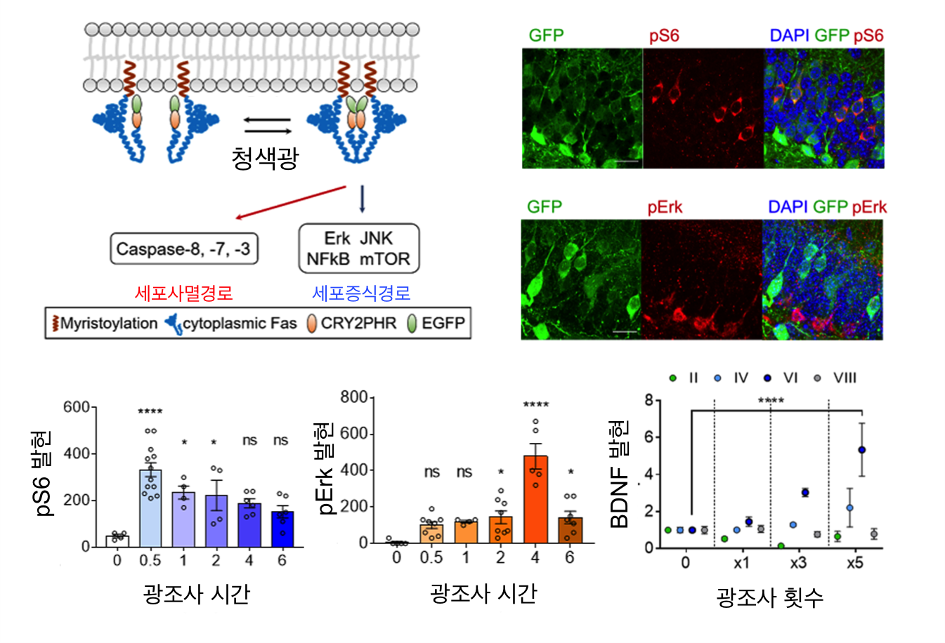 옵토파스(OptoFas) 기술과 생쥐 대뇌에서 하위 신호전달 경로 활성