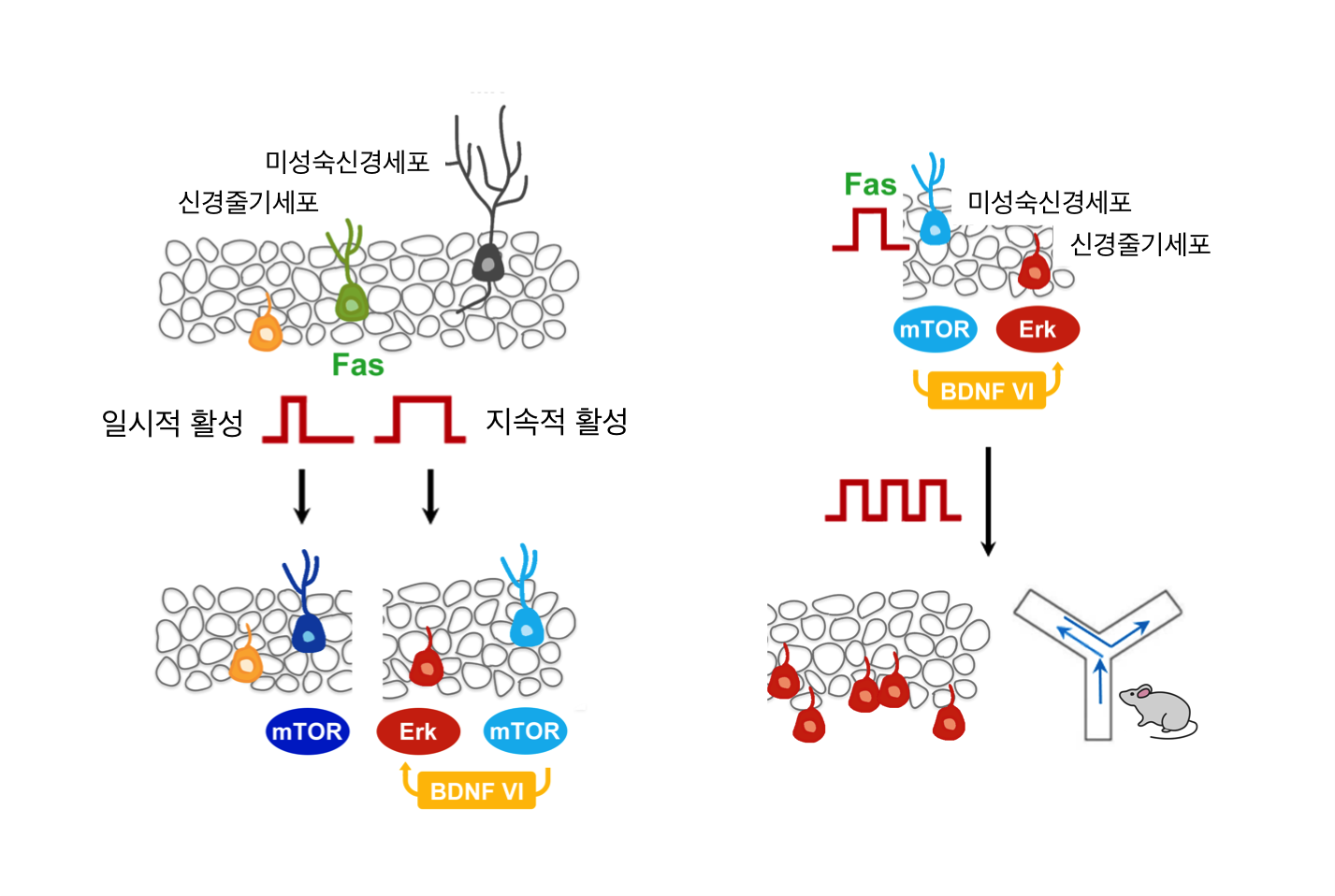 Fas 수용체 활성화에 따른 신호전달 및 조직, 개체 수준에서의 효과