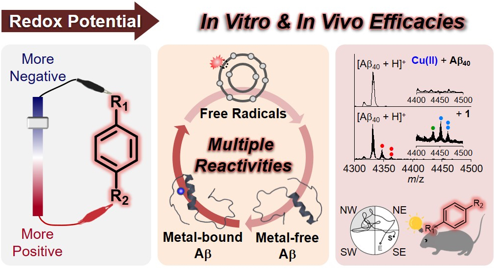 Overview of a rational strategy for designing compact aromatic molecules with multiple reactivities against pathological factors found in the Alzheimer’s disease-affected brain and the chemical series studied in this work.