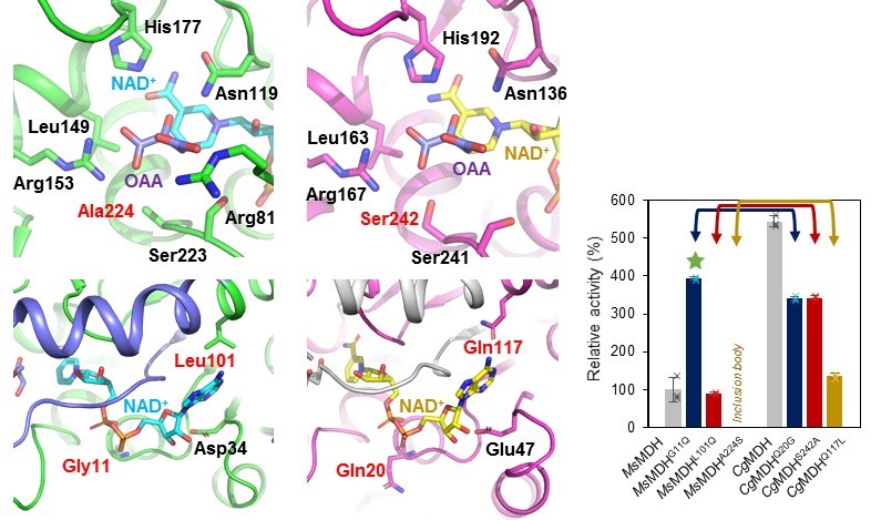 Figure: Protein engineering of key enzymes corresponding to succinic acid production.