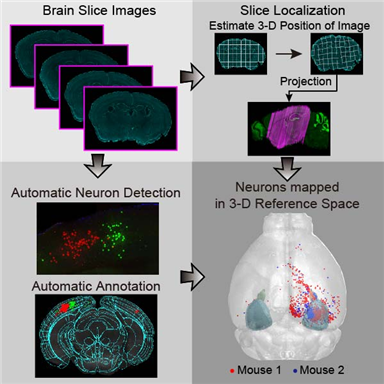 Figure 2. Localization of Brain Slice Images onto the Standard Brain Atlas