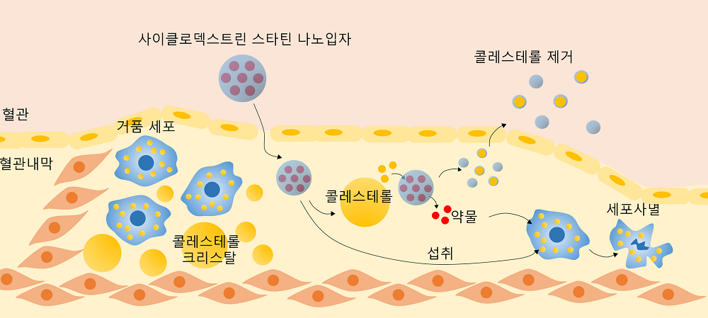 그림 2. 사이클로덱스트린-스타틴 나노입자의 시너지 치료 효과를 보여주는 모식도