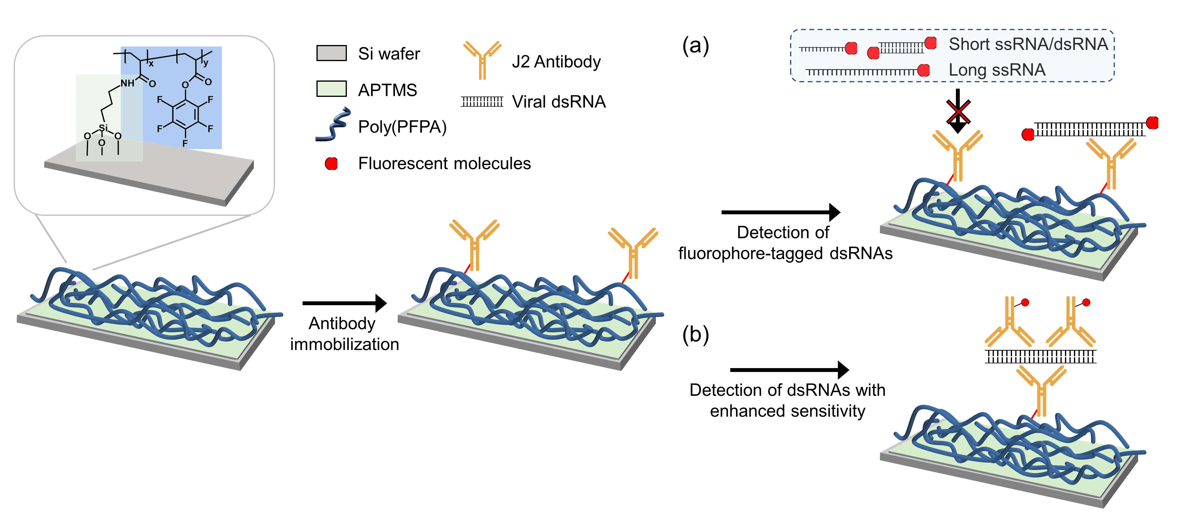 그림 1. 긴 dsRNA 검출을 위한 항체 고정 기판 제작을 위한 모식도. (a) 고정화된 dsRNA 항체는 짧은 dsRNA 및 ssRNA는 포집하지 않고 긴 길이의 dsRNA만을 선택적으로 포집할 수 있다. (b) 표면 고정화 및 dsRNA 포집에 활용된 J2 dsRNA 항체를 다시 이용하여 포집된 긴 dsRNA에 다른 지역에 형광물질이 부착된 J2 항체를 이용하여 검출 민감도를 향상시킬 수 있다. 