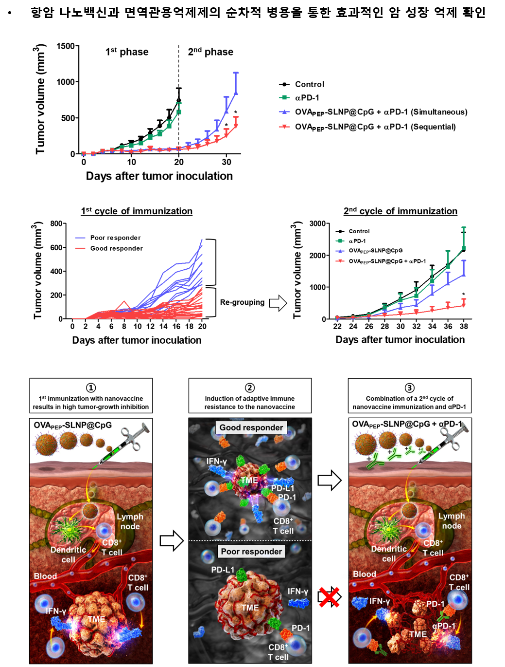 그림3. 항암 나노백신과 면역관용억제제 PD-1 항체의 순차적 병용을 통해 효과적으로 종양 성장과 종양 재발을 억제할 수 있음을 확인했다.