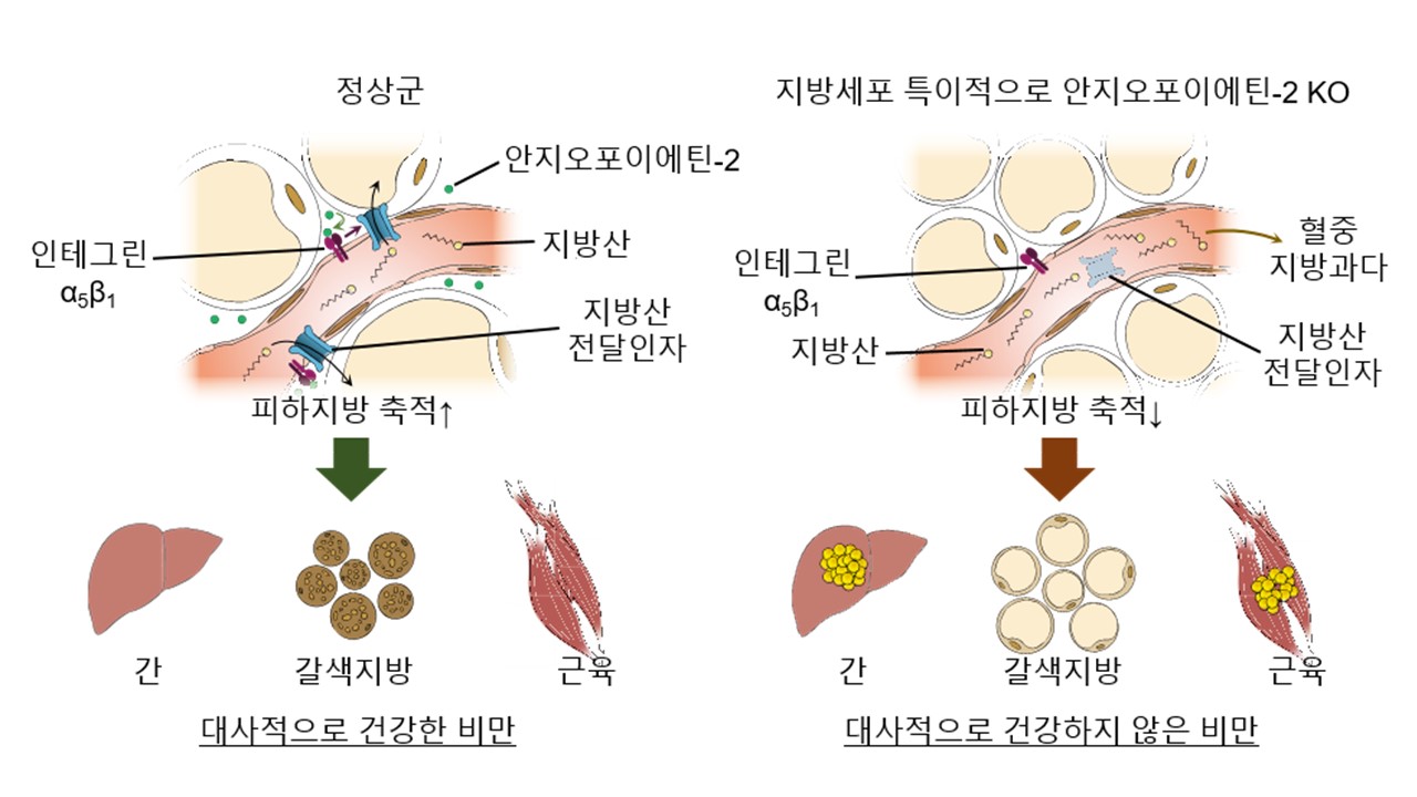 그림 1. 혈관의 피하지방 축적 기능과 대사질환과의 연관성. 피하지방 내 모세혈관의 지방산 전달 기능과 이에 따른 대사질환과의 연관성을 나타낸 모식도. 피하지방세포에서 발현한 안지오포이에틴-2은 혈관의 인테그린 수용체와 결합하여 지방산전달인자 조절함으로써 혈중 지방산을 전달하여 지방세포로 축적시킨다. 이 기능이 저하되면 혈중 지방과다로 인해 간, 갈색지방, 근육 등에 지방이 축적되어 인슐린 저항성 등 대사적으로 건강하지 않은 비만으로 이어진다.