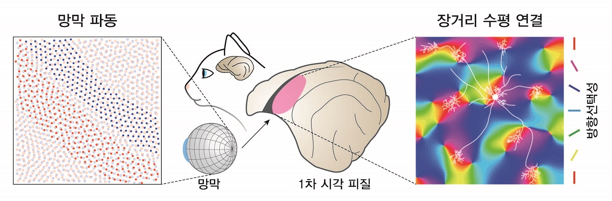 Figure 3. Illustration of the retinal waves and their projection to the visual cortex leading to the development of long-range horizontal connections