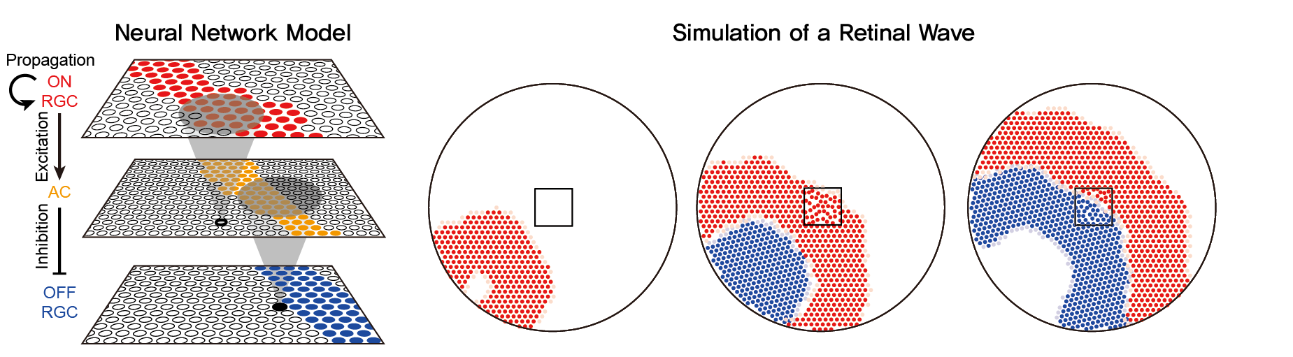 Figure 1. Computational simulation of retinal waves in model neural networks