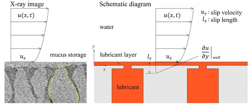 그림1. 엑스선으로 촬영한 미꾸라지의 점액 저장-분비 시스템 사진(왼쪽)과 이를 모방한 연구진의 윤활유 표면 방출 장치 구조도. 둘 다 바닥은 넓고 위는 좁은 항아리 모양을 하고 있다.