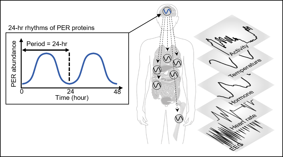 Figure 1. PER abundance oscillates in a circadian manner through an autoregulatory negative feedback loop. This oscillation enables robust timekeeping of circadian-timed physiological and behavioral processes including sleep.