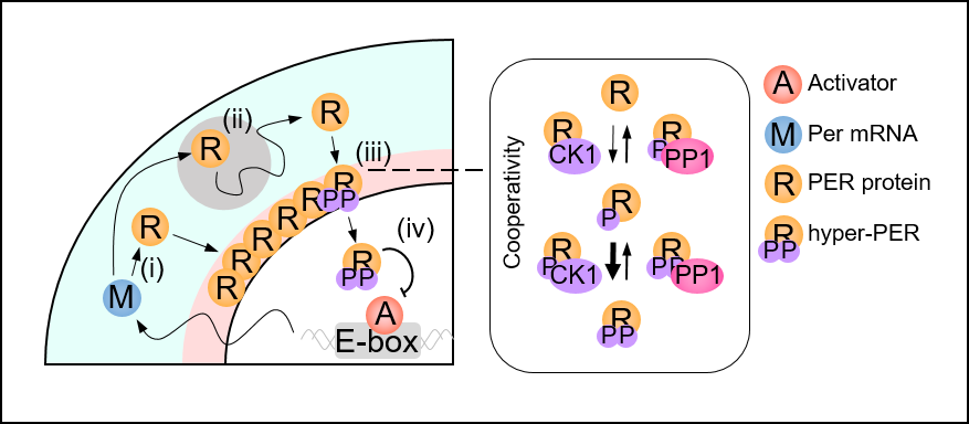 Figure 2. Spatial Stochastic model of the circadian clock. After Per mRNA, M, is translated to protein, R, in the cytoplasm (i), PER transits toward the perinucleus, past obstacles while being hypophosphorylated (ii; gray circle). The accumulated PER in the perinucleus is hyperphosphorylated in a cooperative manner (iii). Then it enters the nucleus and inhibits the transcriptional activity of the activator, A (iv).