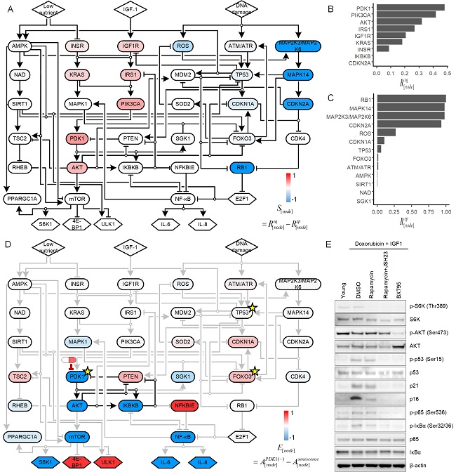 Figure: The scientists conducted what is known as an ensemble model simulation to identify molecules that could be targeted to reverse cell senescence. They then used the model to predict the effects of inhibiting PDK1 in senescent cells, and confirmed the results in lab-cultured cells and skin equivalent tissue models.