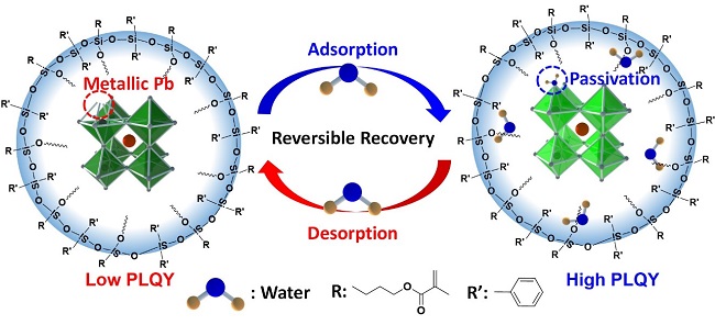 Figure 2. Schematic illustration of the water-induced stabilization of siloxane-encapsulated perovskite nanoparticles.