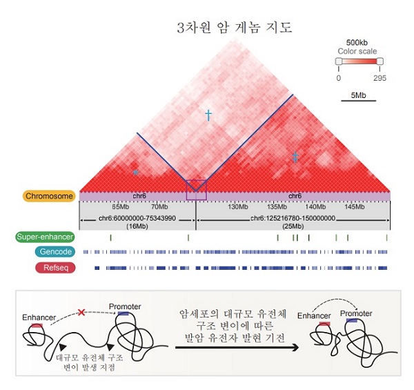 그림 1. 3차원 암 게놈 지도 해독을 통한 유전자 조절기능 규명