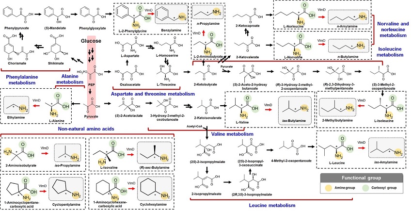 Biosynthetic reactions constructed in E. coli for the in vivo production of 12 SCPAs. These 12 SCPAs were the ones shown to be produced by valine decarboxylase (VlmD) in vitro (dotted boxes). Amine and carboxylic groups shown in each dotted box are presented with yellow and green circles, respectively. Reaction center carbon atoms that are subject to chemical transformations are marked with asterisks. Glycolysis is indicated with a red background, which leads to the biosynthesis of 12 amino acid precursors. Multiple reactions are presented with two or more arrows.